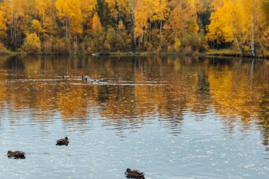 beautiful landscape of the lake in the autumn yellow forest
