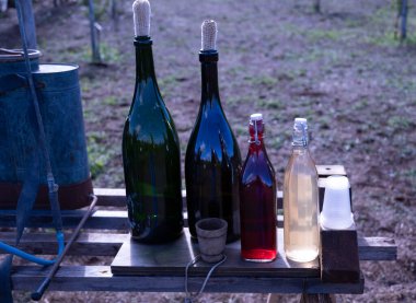 VENDEMMIA UVE CON SCULE ELEMENTARI ALSIA POLLINO ROTONDA BASILICATA İTALYA