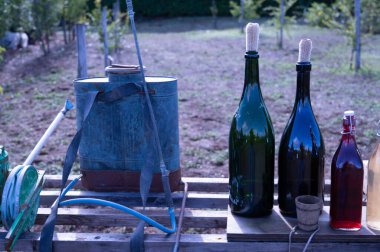 VENDEMMIA UVE CON SCULE ELEMENTARI ALSIA POLLINO ROTONDA BASILICATA İTALYA