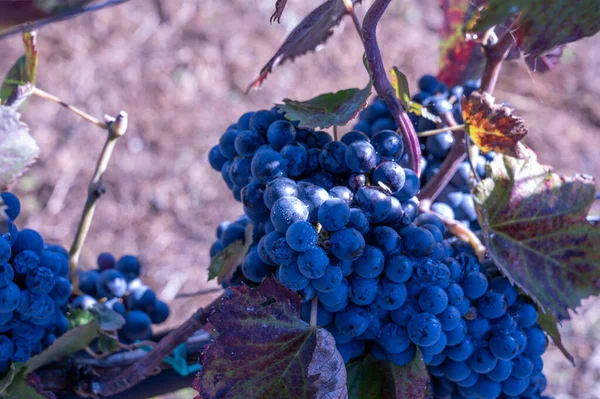 Vendemmia Con Alunni Scuole Elementari Alsia Pollino Rotonda Provincia Potenza — Stockfoto