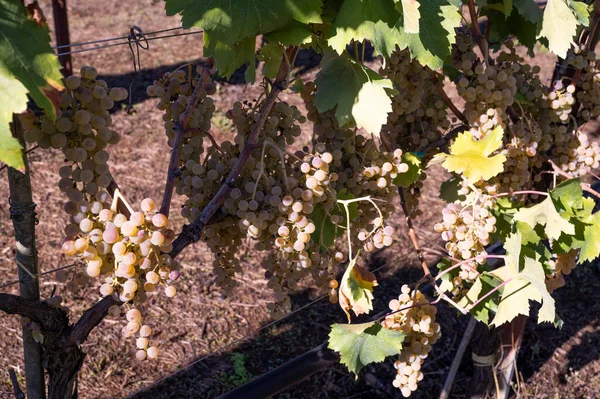 Vendemmia Con Alunni Scuole Elementari Alsia Pollino Rotonda Provincia Potenza — Stock Photo, Image