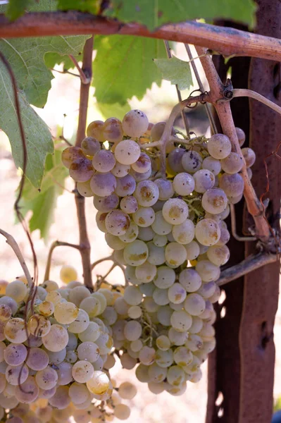 Vendemmia Con Alunni Scuole Elementari Alsia Pollino Rotonda Provincia Potenza — Stockfoto