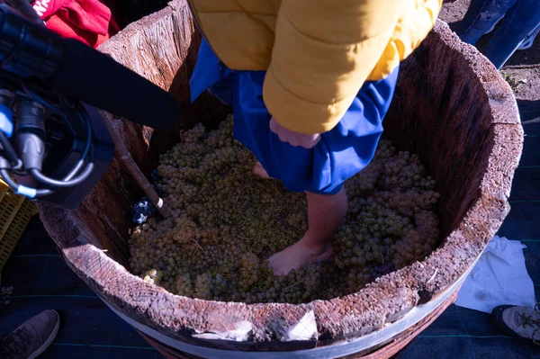 Vendemmia Con Alunni Scuole Elementari Alsia Pollino Rotonda Provincia Potenza — Stockfoto