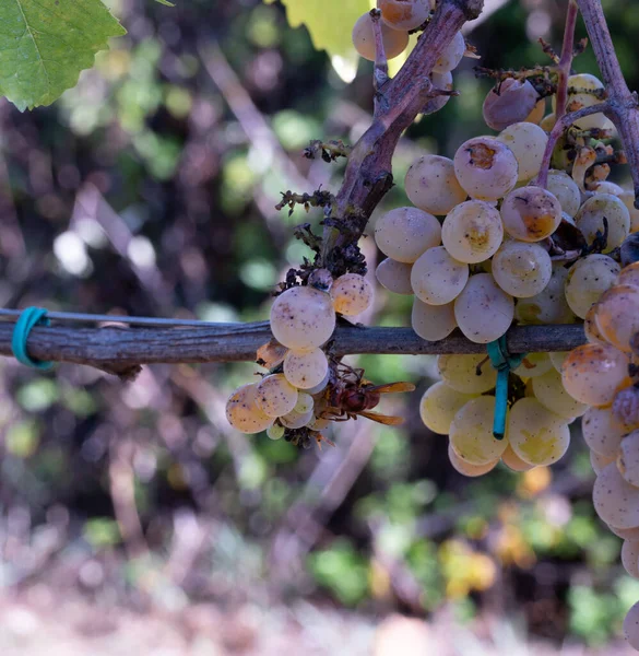 Vendemmia Uve Con Scuole Elementari Alsia Pollino Rotonda Basilicatie — Stockfoto