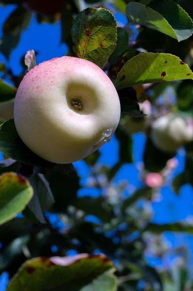 Vendemmia Uve Con Scuole Elementari Alsia Pollino Rotonda Basilicata Italia — Foto de Stock