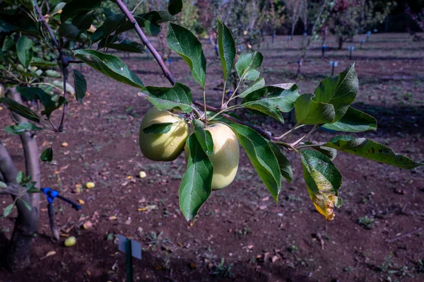 Basilicata Italia 'daki Vendemmia uva con ragazzi delle scuole Eleentari
