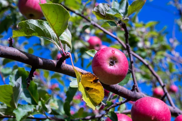 Basilicata Italia 'daki Vendemmia uva con ragazzi delle scuole Eleentari