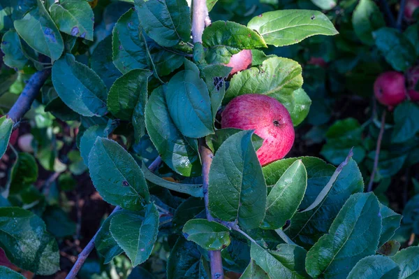 Vendemmia Uva Con Ragazzi Delle Scuole Elementari Basilicata Italia — Foto de Stock