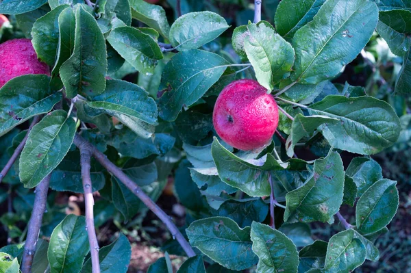 Vendemmia Uva Con Ragazzi Delle Scuole Elementari Basilicata Italia — Foto de Stock