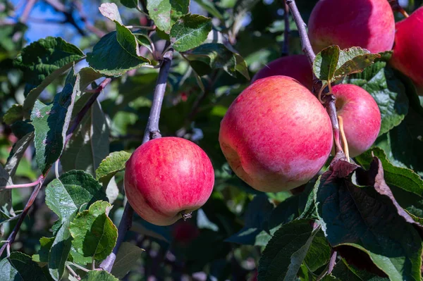 Vendemmia Uva Con Ragazzi Delle Scuole Elementari Basilicata Italia — Foto de Stock