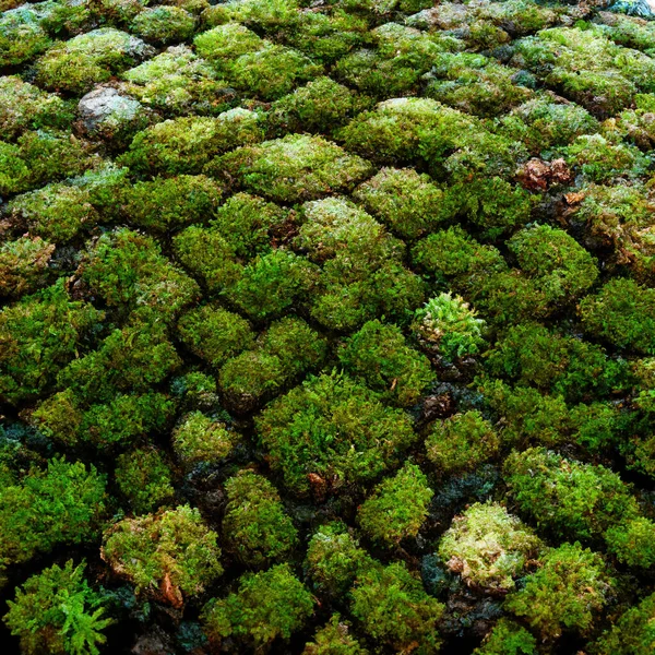 Moss Covered Forest Floor Pattern