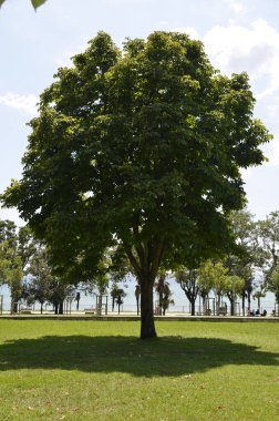 Yeşil ağaç, yeşil tarla, bulutlu gökyüzü ve yaz
