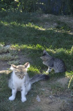 Kediler, kediler, yavru hayvanlar, küçük hayvanlar..