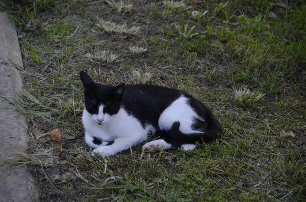 Stray Cat Gato Preto Branco Animal Vadio Tiro Distante Postura — Fotografia de Stock