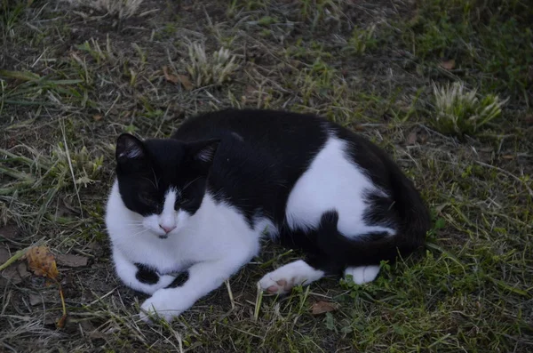 Stray Cat Zwart Wit Kat Verdwaald Dier Mooie Houding — Stockfoto