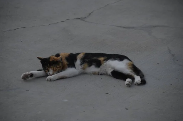 Κουρασμένη Και Νυσταγμένη Μαύρη Κίτρινη Λευκή Γάτα Ξαπλωμένη — Φωτογραφία Αρχείου