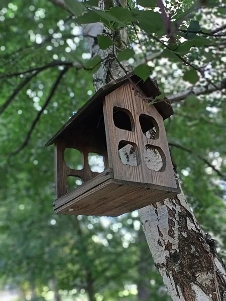 Alimentatore Uccelli Nella Foresta — Foto Stock