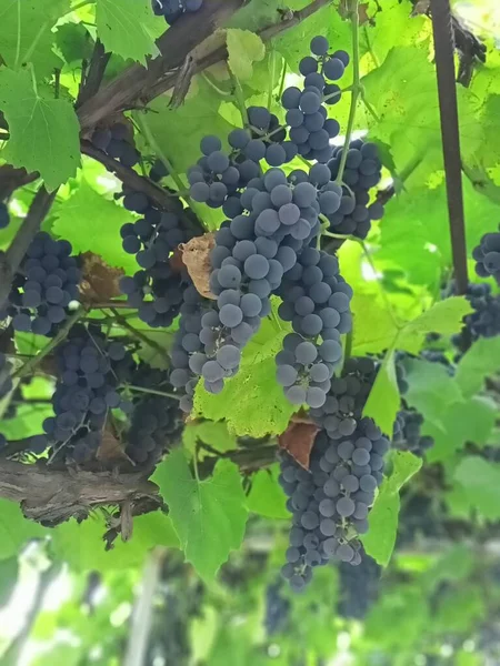 Raisins Sur Vigne — Photo