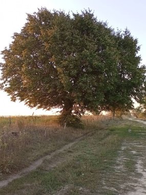 tree in a meadow in the spring, a beautiful park