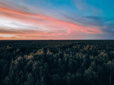 Forest and pink sky
