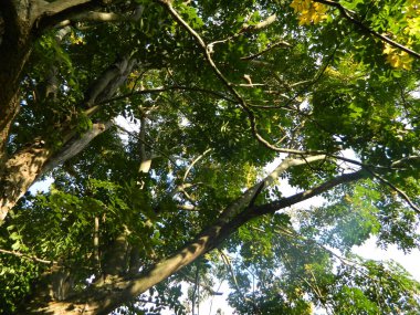 the tree in the forest in the morning, summer time to be used to the sun