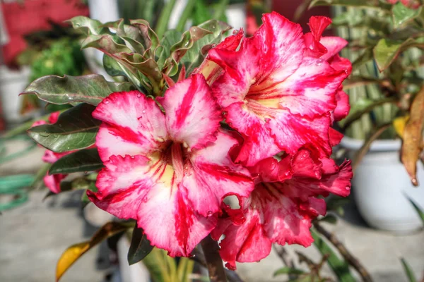 Flor Rosa Adenium Obesum Planta Com Folhas Verdes Rosa Deserto — Fotografia de Stock