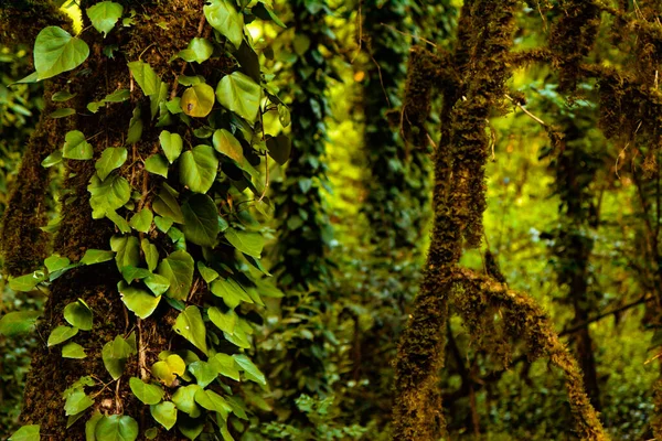 紫杉与黄杨木盘根错节在绿色的丛林里 — 图库照片