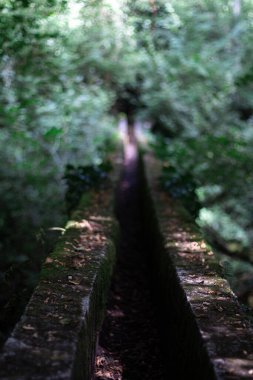 Ormanın güzel manzarası