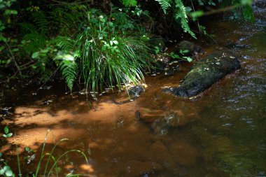 Ormanın güzel manzarası