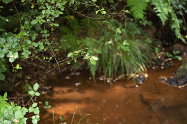 Ormanda yeşil yapraklar
