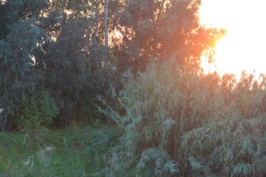 Çayırdaki yeşil yapraklar gün doğumunda, ilkbaharda.