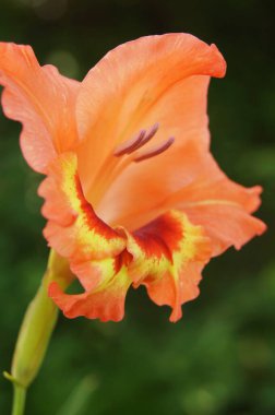 Turuncu gladiolus. Ukrayna 'nın çiçekleri. Telefon ve tabletler için gladiolus ile arka plan.