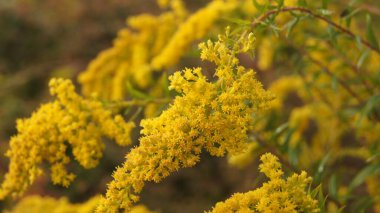 Solidago dev çayı (Dev Goldenrod). Sonbahar kır çiçekleri. Ukrayna 'nın Çiçekleri. 