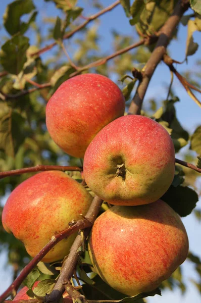 우크라이나 과수원에서 정원의 여름날입니다 우크라이나 정원에 사과가 있습니다 과수원 Apple — 스톡 사진