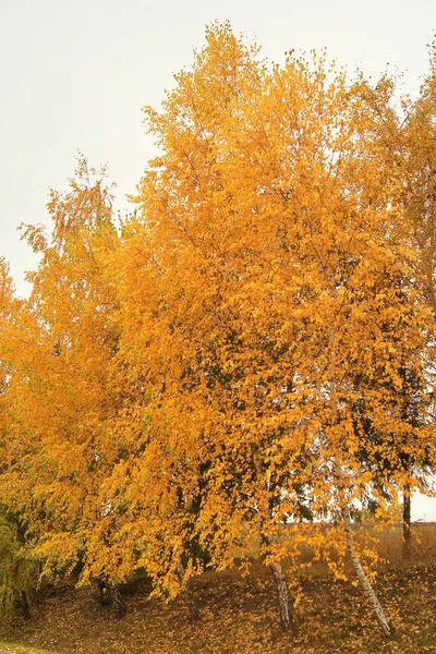 Los Colores Brillantes Del Otoño Fondo Otoño Para Teléfonos Tabletas —  Fotos de Stock