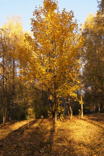 Ternopil Hösten Den Gyllene Höstens Kraft Höststaden Ternopil Höst Guldternopil — Stockfoto