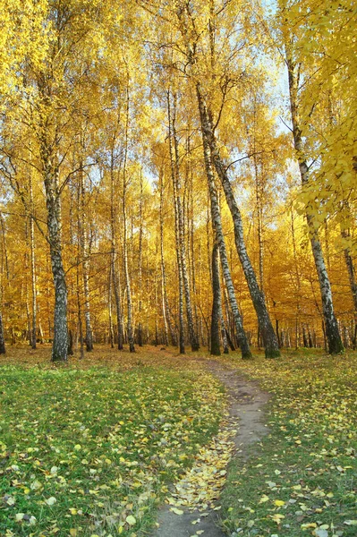  Telefon ve tabletler için sonbahar arkaplanı. Sonbahar bitkileri. Sonbahar gücü. 