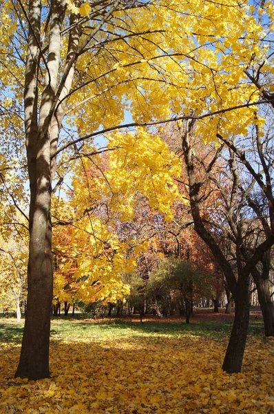 Telefon ve tabletler için sonbahar arkaplanı. Altın Ternopil Sonbaharı. 