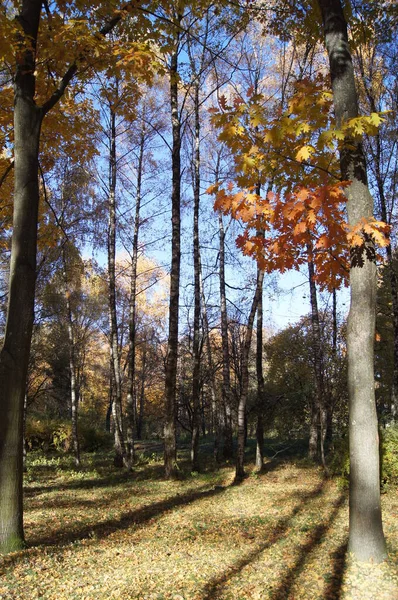 Telefon ve tabletler için sonbahar arkaplanı. Altın Ternopil Sonbaharı. 