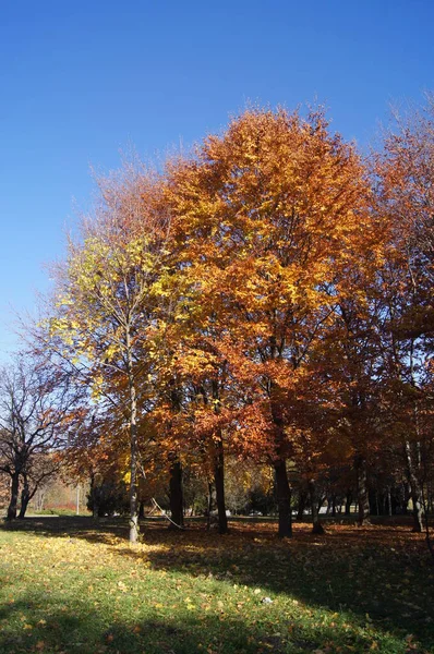 Herbst Hintergrund Für Handys Und Tablets Goldener Ternopil Herbst — Stockfoto