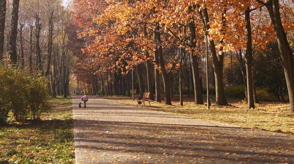 Golden Ternopil autumn. Blue sky over Ternopil. Autumn background for phones and tablets. Morning autumn path. Autumn authorities in Ukrainian cities.