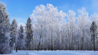 Kış karlı orman. Kışın doğa. Kış ormanında bir yürüyüş. Kış Ukrayna manzarası. 