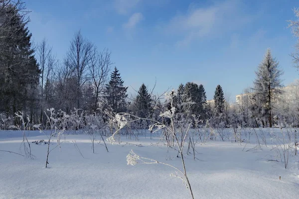 Floresta Nevada Inverno Primeira Neve Nas Ruas Nos Parques Ruas — Fotografia de Stock