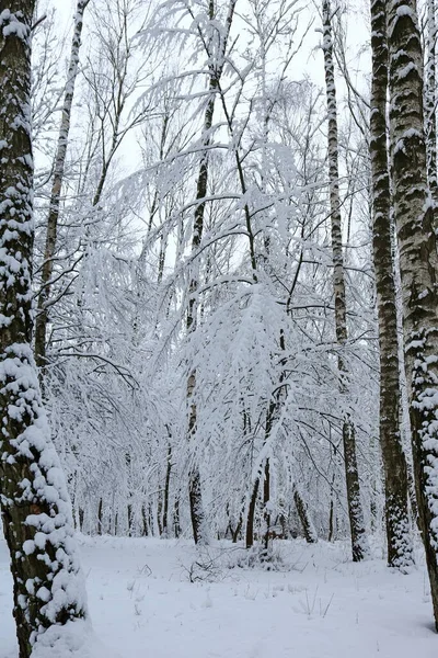 Foresta Innevata Invernale Natura Inverno Una Passeggiata Nella Foresta Invernale — Foto Stock