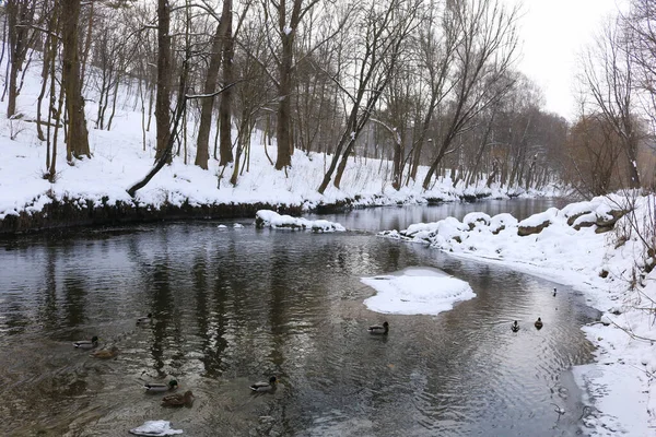 Winterverschneiter Wald Natur Winter Ein Spaziergang Winterwald Ukrainische Winterlandschaft — Stockfoto