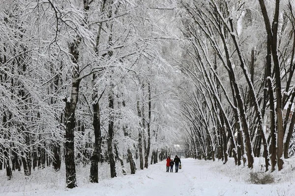 Zimowy Śnieżny Las Natura Zimie Spacer Zimowym Lesie Zimowy Krajobraz — Zdjęcie stockowe