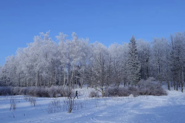 Foresta Innevata Invernale Natura Inverno Una Passeggiata Nella Foresta Invernale — Foto Stock