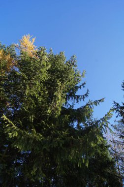 Brzezany bölgesinin doğası. Yeşil ve sarı sonbahar renkleri. Ukrayna üzerinde mavi gökyüzü. 