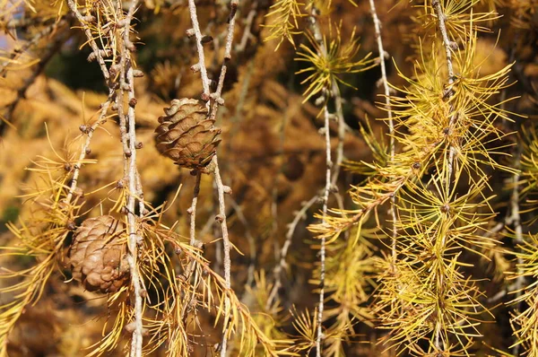 Aard Van Regio Brzezany Groene Gele Herfstkleuren Blauwe Lucht Boven — Stockfoto