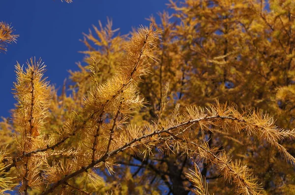 Nature Région Brzezany Couleurs Automne Vert Jaune Ciel Bleu Sur — Photo